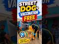 Street Dog Vaccination Free #shorts #ytviral #ytshorts #pets #dog