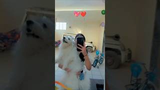 Majboor song with Muffy 💖❤️ #dog #cuteanimals #shortsfeed #majboor