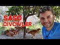 Saso Civcivler Büyüyor Broiler Abla Yatışta