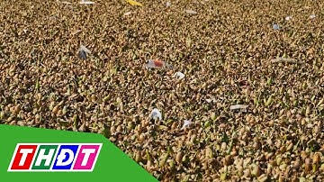 Lục bình, chai nhựa bủa vây bãi biển Vũng Tàu | THDT