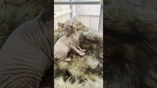 Advice from a sphynx kitten