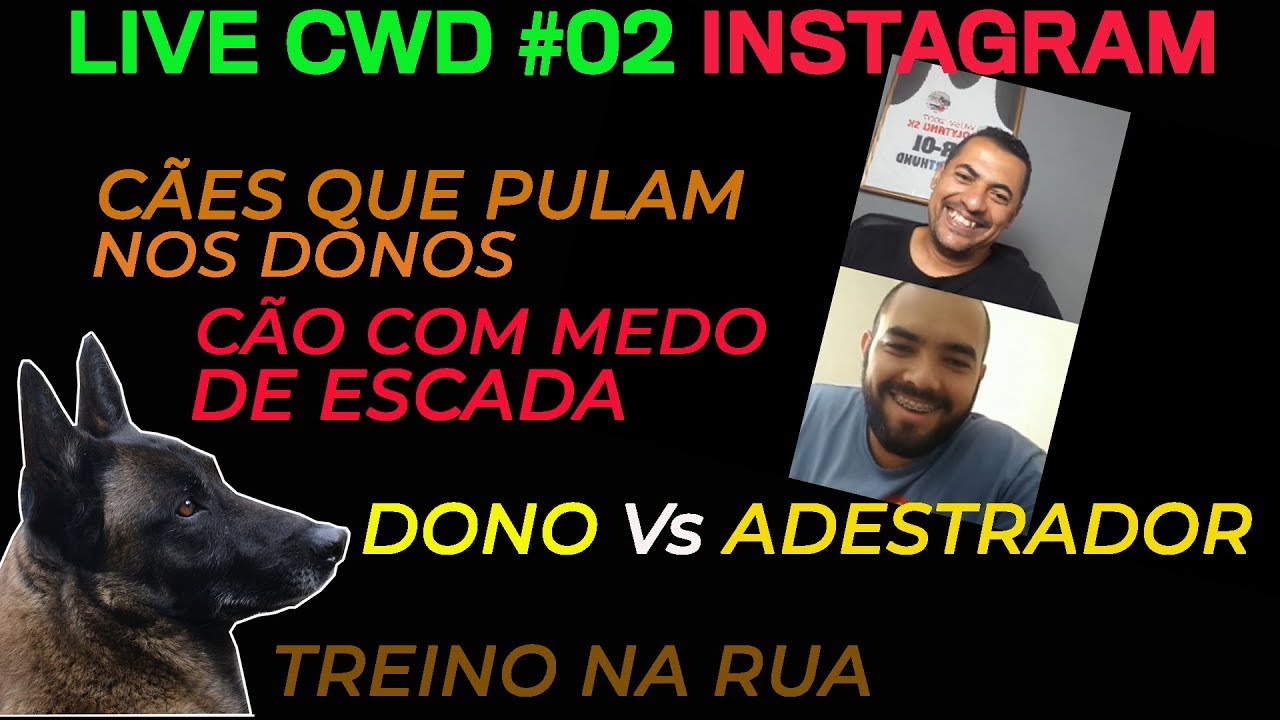 LIVE CWD#02 INSTAGRAM - PERGUNTAS SOBRE ADESTRAMENTO working not working