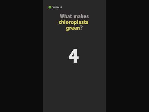 Video: Kde se nacházejí molekuly chlorofylu v kvízu o chloroplastech?