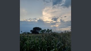 Kebun Jagung Menghijau