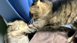 猫が喧嘩したら即終了...
