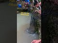 Alhamdulillah hasil mancing borongan kolam bikin hati senang #shorts