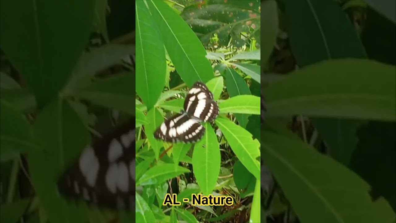 Kupu kupu🦋Diatas Daun Hijau 