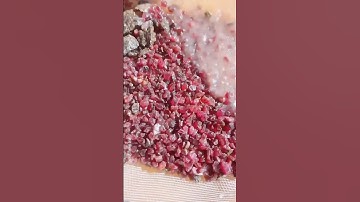 Chị gái phát tài tìm trúng mỏ đá ruby đỏ tiền tỷ #short #ruby