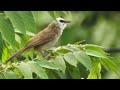 Yellow Vented Bulbul Bird Sound | Suara Burung Trucukan
