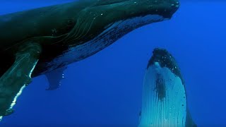 Two Beautiful Humpback Whales Dance - Animal Attraction - BBC