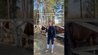 Почему в конном спорте все такие злые #конныйспорт #лошади #лошадки #horse #equestrian