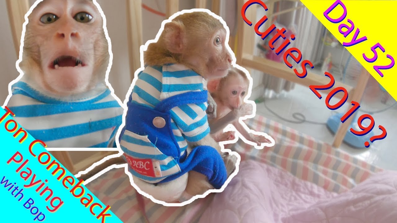 Monkey Baby Cutest you have ever seen 2019 | Day 52 Ton comeback and Playing with Bop