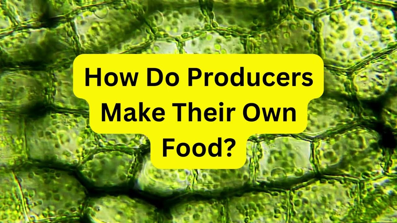 How Do Producers Make Their Own Food YouTube How Do Producers Make Their Own Food YouTube