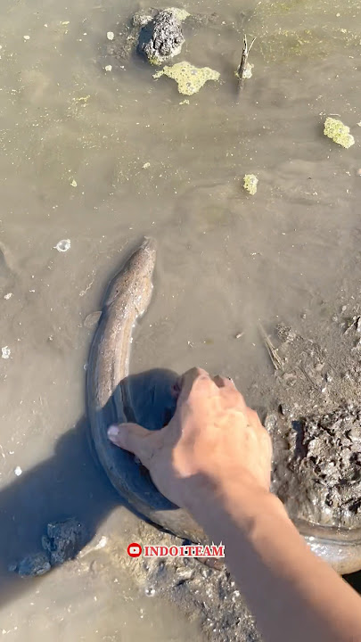 Found a 1 meter long animal but it's not an eel, in the pond it looks creepy👽