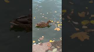 2025.10.26. Уточки. Лопатинский сад. Смоленск.