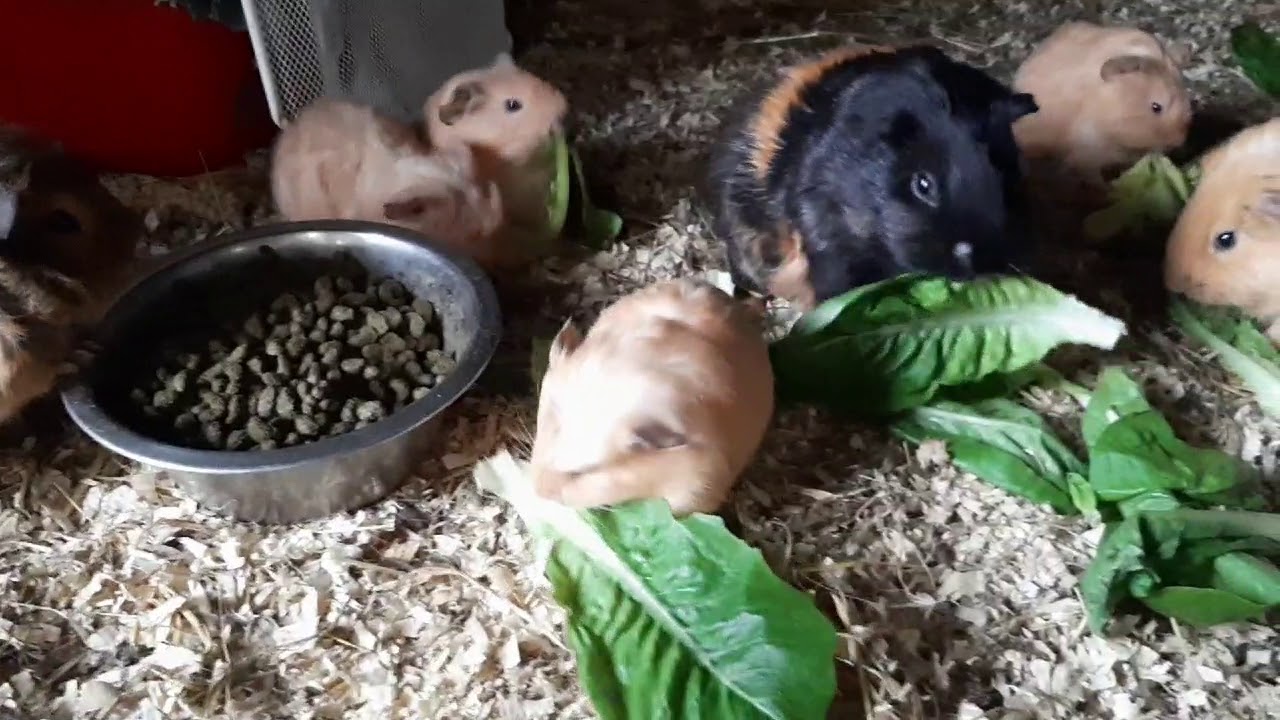 Image showcasing Guinea pigs breakfast - YouTube