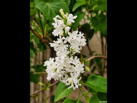 Nature from Georgia | ბუნება საქართველოდან