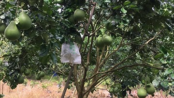 Cung cấp giống bưởi ruby thái Lan chuẩn giống-vườn bình Tân Vĩnh Long-0919705120