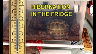 Russian tortoise hibernation in the fridge day 18 - weigh and healthy check by SnapTinker 159 views 5 months ago 2 minutes, 26 seconds