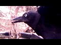 Crows removing ticks - part 5