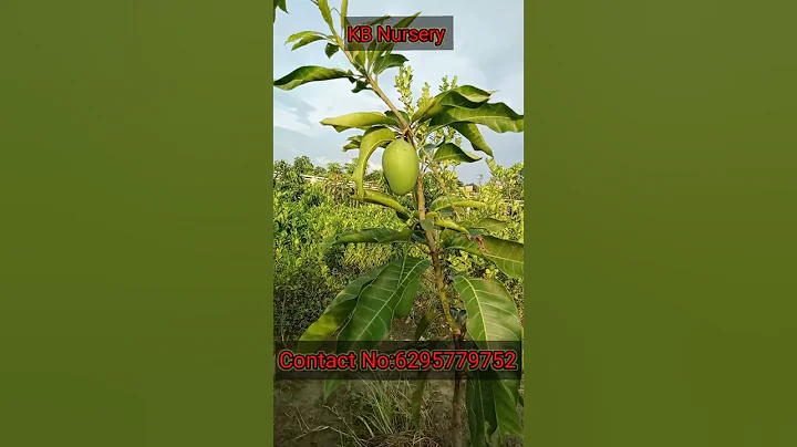 Bari 11 Mango # Mango Farming #Shortvideo