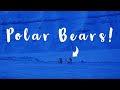 CLOSE POLAR BEAR ENCOUNTER  |  SVALBARD cabin VLOG | Snowmobile, drones & Glaciers!