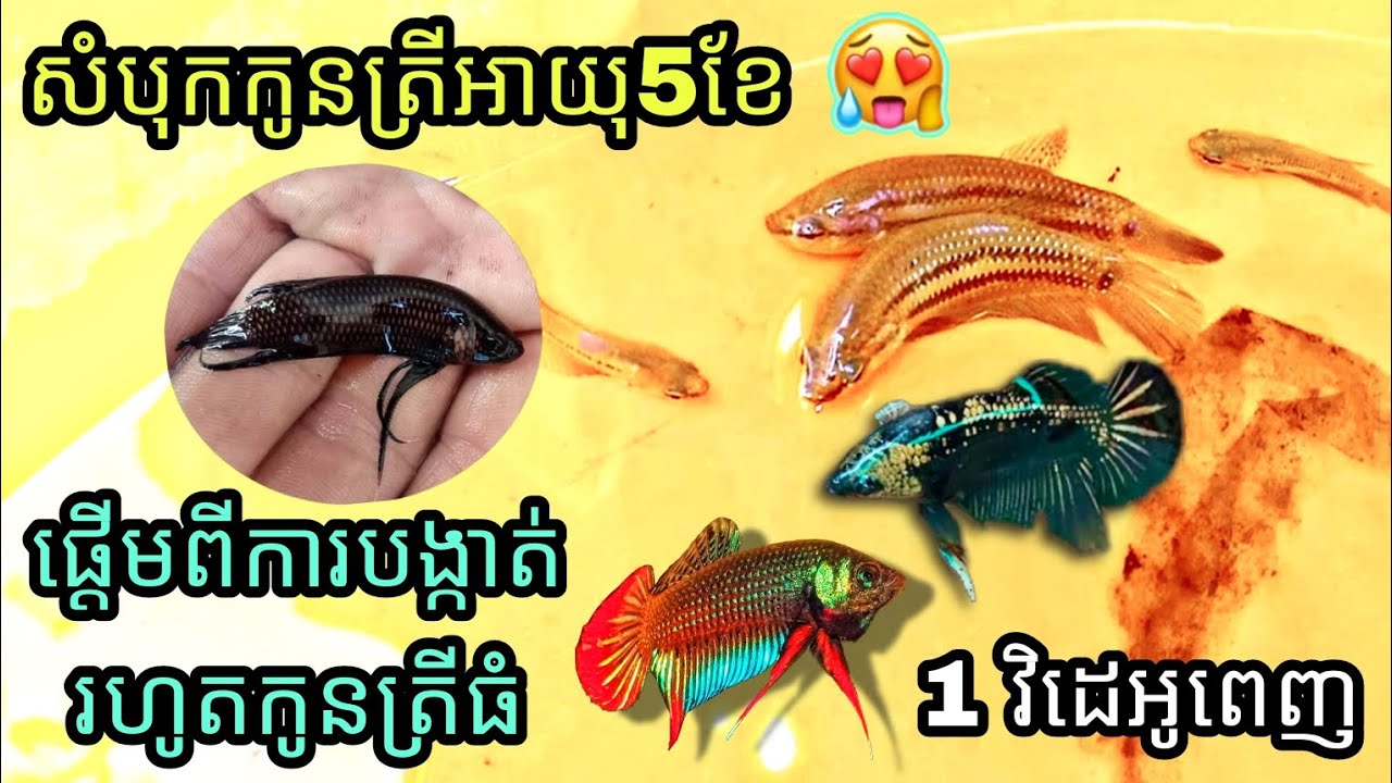 បង្កាត់ត្រីក្រឹមព្រៃប្រភេទថ្មី🔥🤩សំបុកកូនត្រីអាយុ5ខែជាង ស្អាតៗណាស់❤️1វិដេអូពេញ