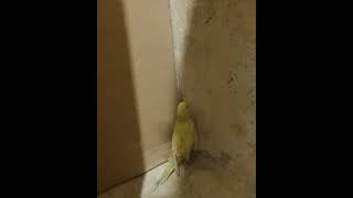 Funny parrot not to communicate  #funny #parrot #parrots #animals #communication