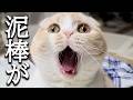 お盆休み中に泥棒が入りました...