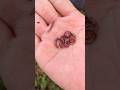 Mencari anak kaki seribu dibongkahan kayu - short video #snailhunter