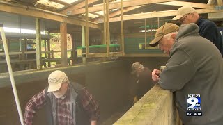 Winchester Bay salmon hatchery recovering after salmon killed