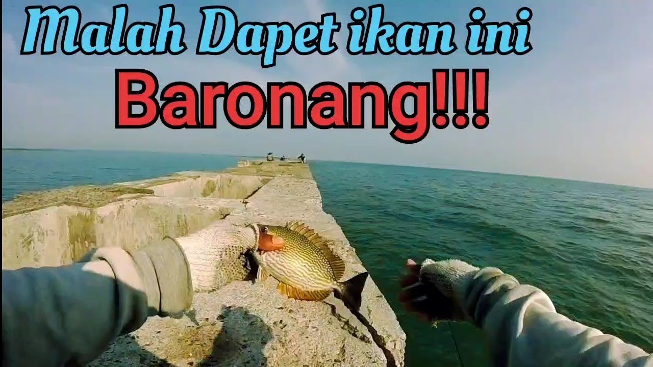 Mancing ikan Patik ,Strike Semedar/Baronang DiDam Kendal Semarang