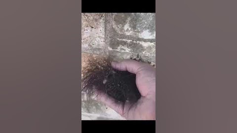 This video will make you itchy #shorts