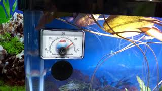 How to check rising temperature in an aquarium using waterfall fountain .