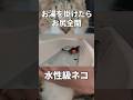 お湯をかけたらお尻全開になる保護猫 #cat #保護猫 #ふろねこ
