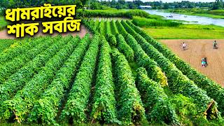 Information শাকসবজিতে ভরপুর ধামরাই | ঢাকার কাছেই সবুজ কৃষির জনপদ | Panorama Documentary Update
