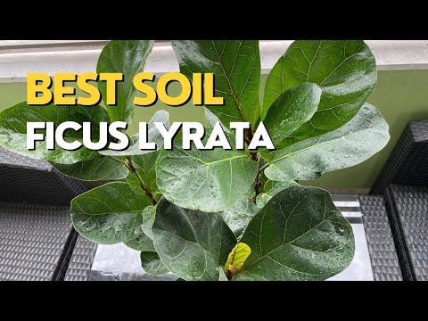 Vídeo: Devo mist ficus lyrata?