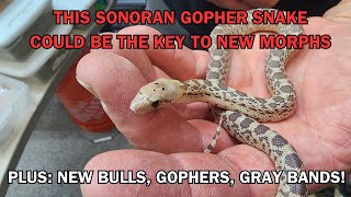 CHECK OUT this unique Sonoran GOPHER SNAKE! Plus, bulls, and gray banded kings are hatching.