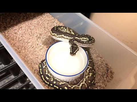 New Additions Lesser Candino and Angolan Pythons