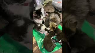 Наши защитники с добрыми сердцами