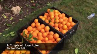 Silbaugh Family Glean