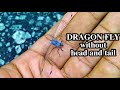 DRAGONFLY without head and tail 😟 still alive 😳| ESKI