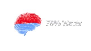 The Human Brain - Dr. Gloth