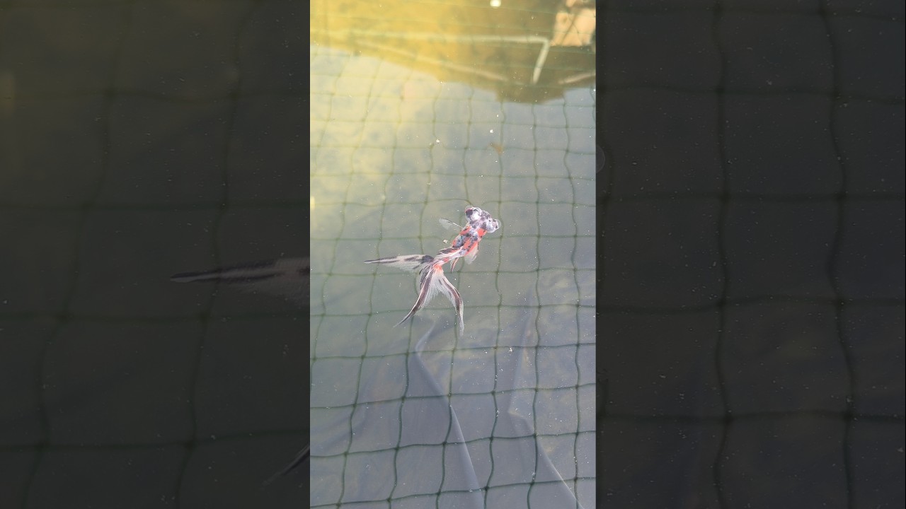 Calico Oranda goldfish.. 🐠