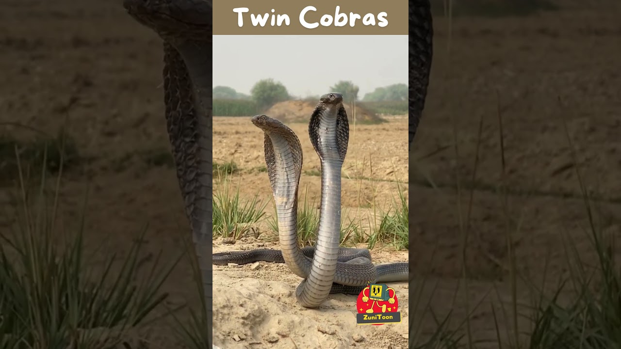Twin Cobras Spotted Together | Rare Snake Sighting! | 