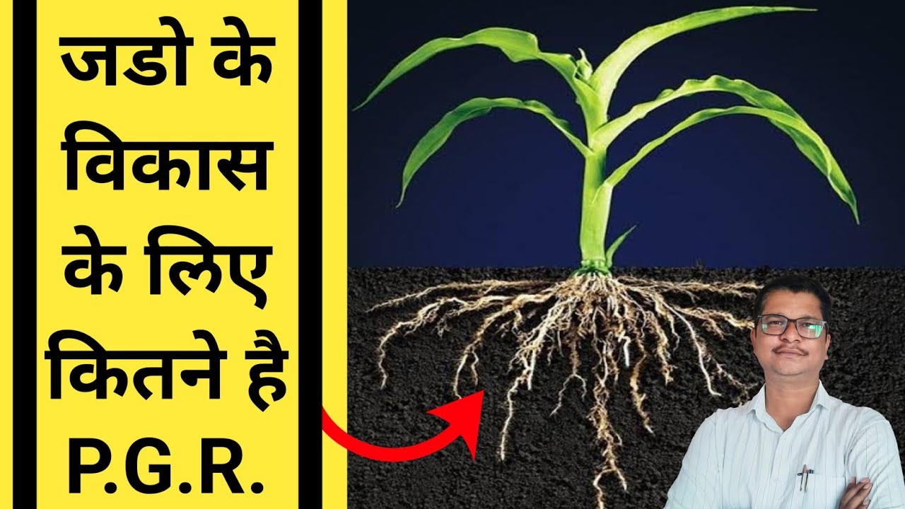 जडो के विकास के लिए कितने सारे P.G.R. है।Plant Growth