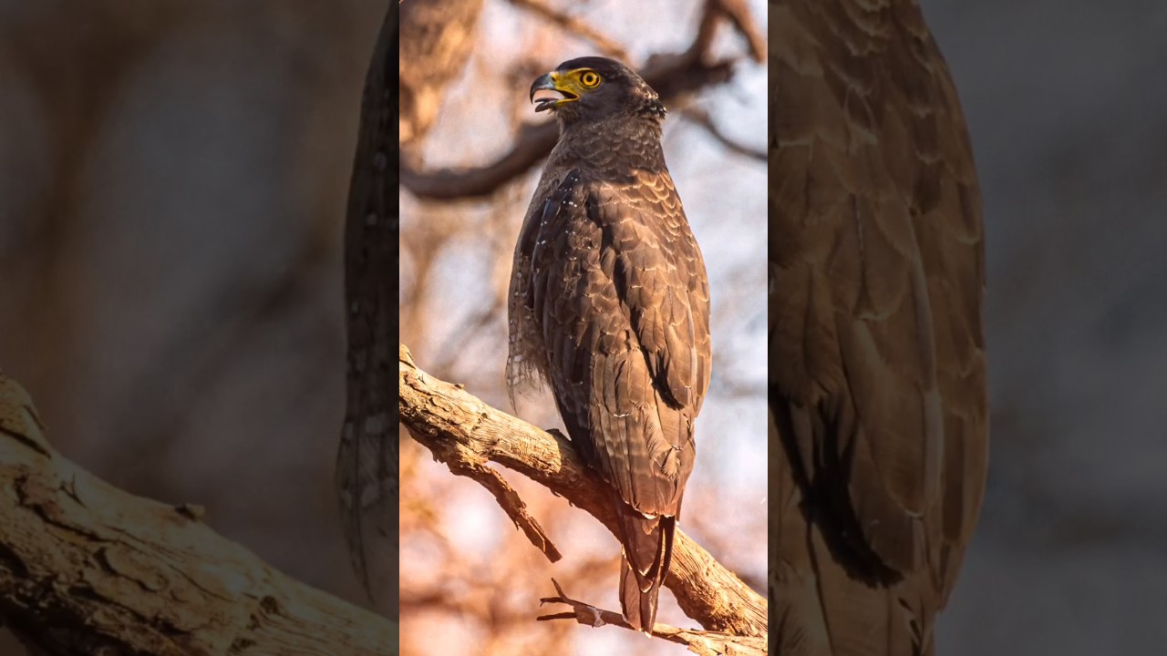 Beautiful Birds in Nature 🐦 | Amazing Bird Video | 