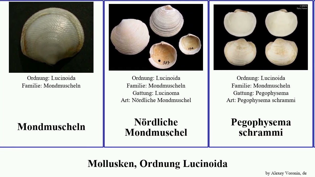Mollusken, Ordnung Lucinoida mollusca Pleurolucina Thyasira eburnea Haugen Vinyasa Mondmuschel