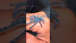 Amazing Animals Transformation