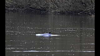 1G The Docks – A swim in the Suir River